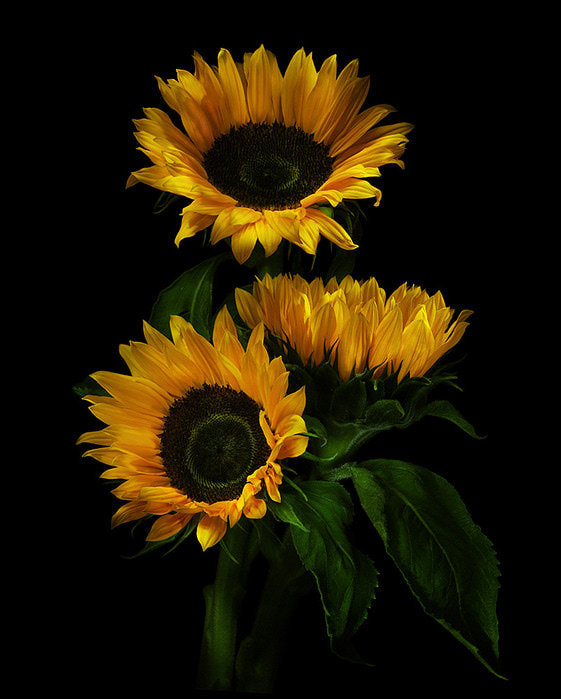 подсолнухи - оригинал