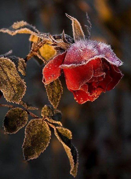 роза на морозе - оригинал