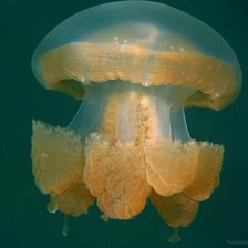 Схема вышивки «Медуза. Океан.»