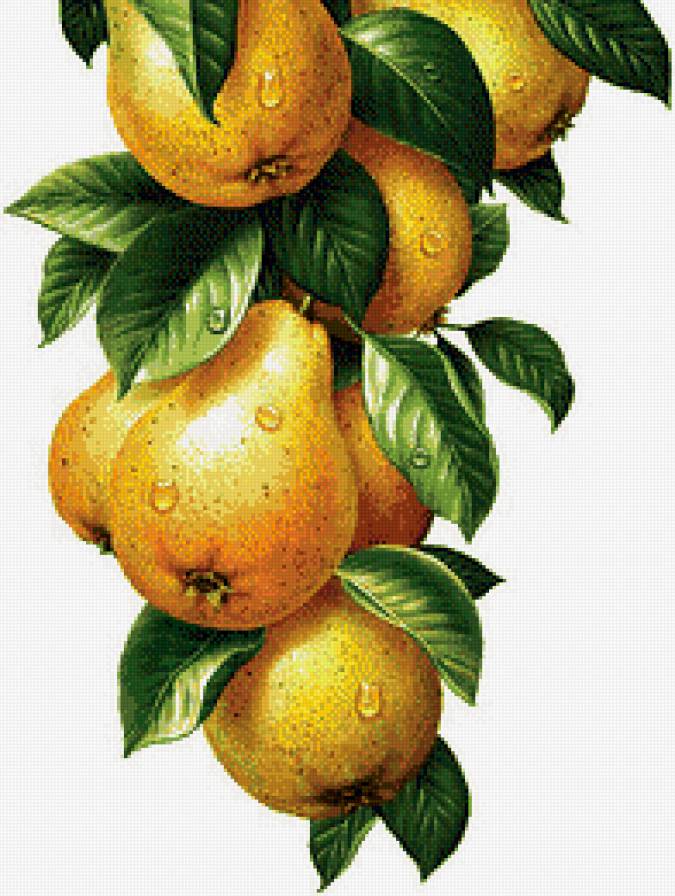 Груши. Для кухни. - кухня, груши, ветка, натюрморт - предпросмотр