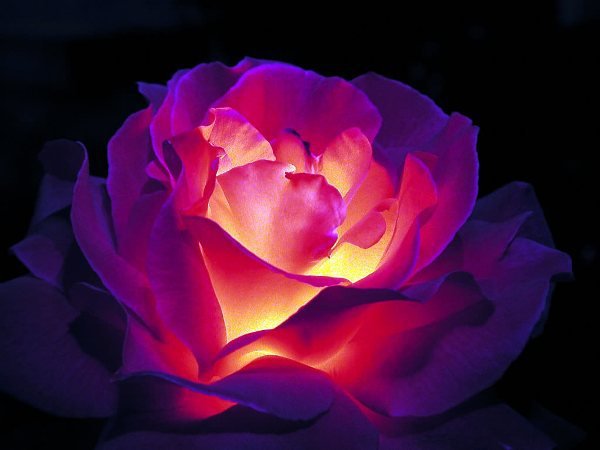 Цветок - цветы - оригинал