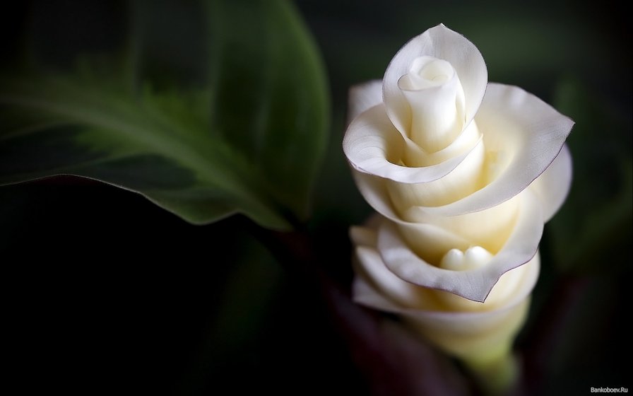 Цветок - цветы - оригинал