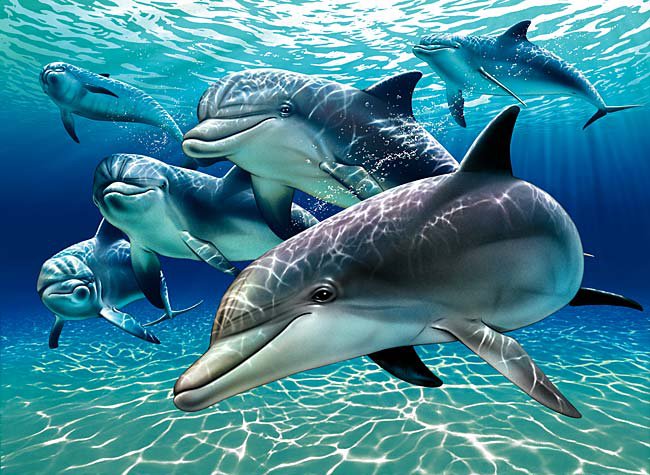 дельфины - рыбы, море, подводный мир - оригинал