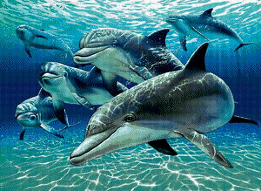 дельфины - море, рыбы, подводный мир - предпросмотр