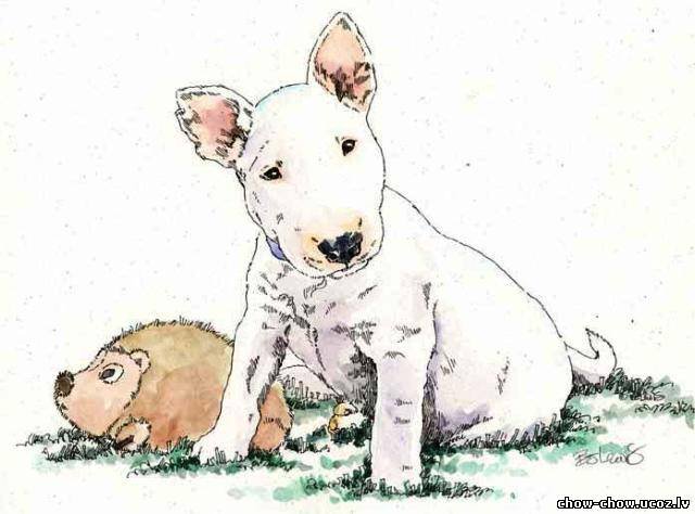 бультерьер - собаки - оригинал