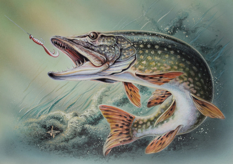 щука - рыбалка, пруд, рыба - оригинал