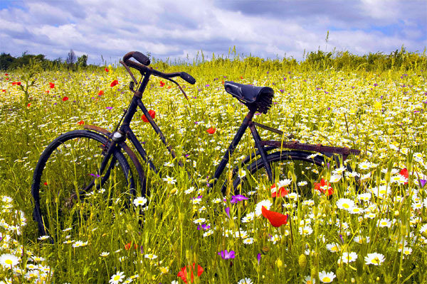 лето летнее - велосипед, луг, цветы, лето - оригинал