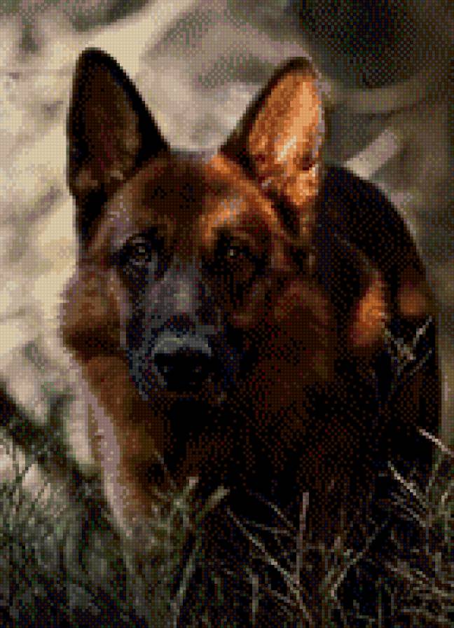 Овчарка - овчарка, собака - предпросмотр