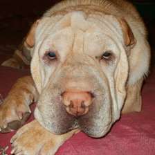 Схема вышивки «Злата»