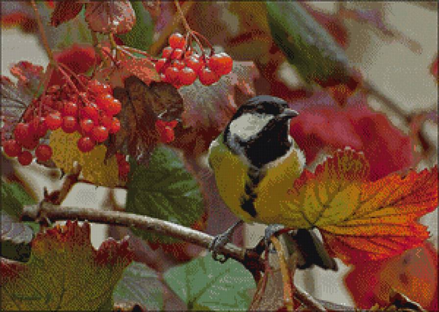 Синица - птицы - предпросмотр