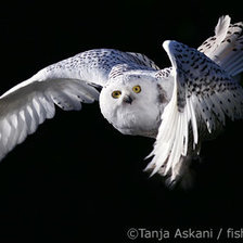 Схема вышивки «Сова в полете»