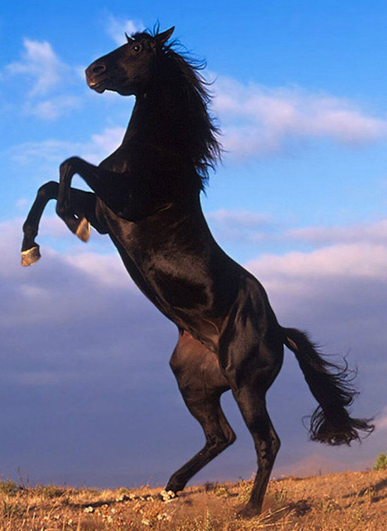 Мустанг - оригинал