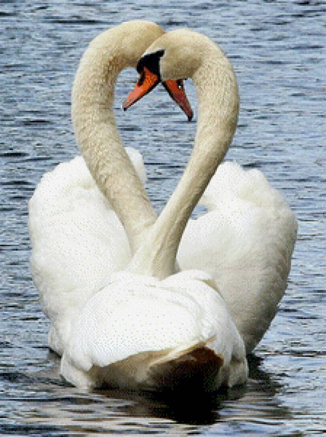 Лебеди - предпросмотр