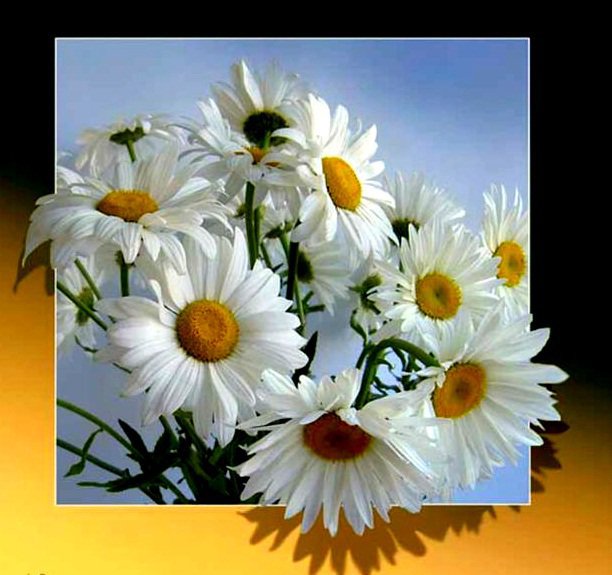 Ромашки - оригинал