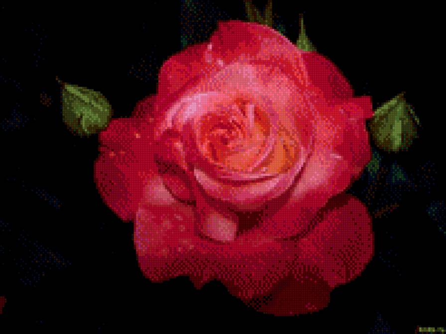 роза на черном - роза цветы - предпросмотр