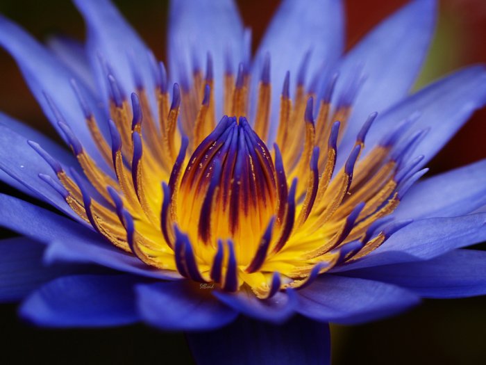 синий цветок - цветы - оригинал