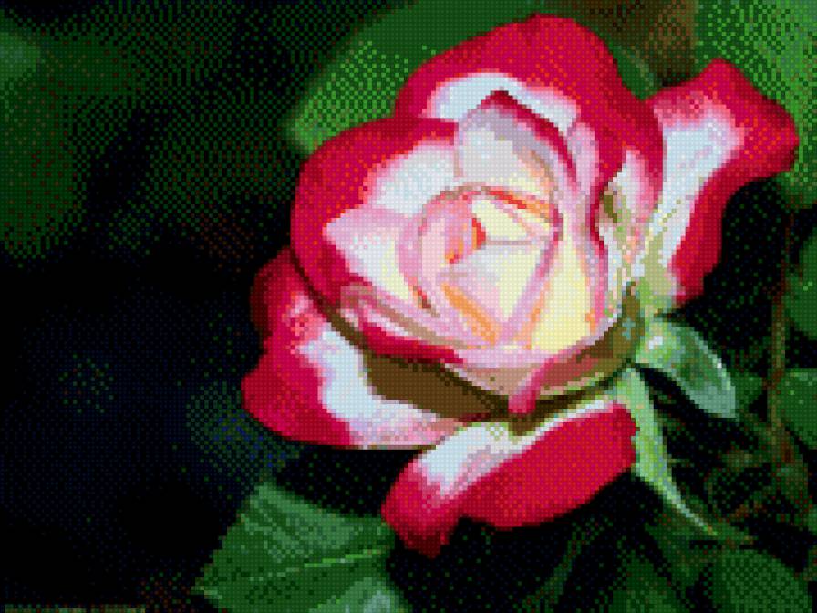 роза цветная - роза пестрая цветы - предпросмотр
