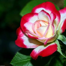 роза цветная