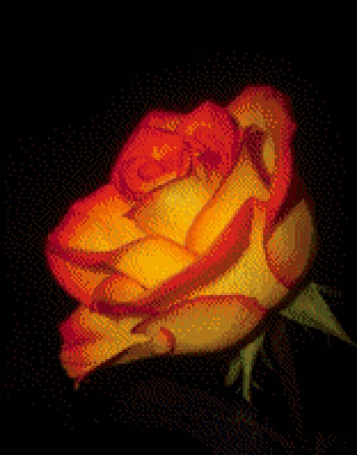 желтая роза на черном фоне - цветы роза на черном - предпросмотр