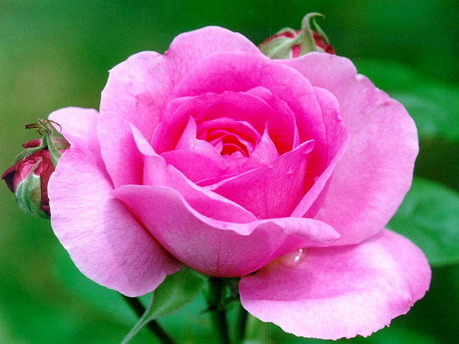 роза полураскрытая - цветы роса роза - оригинал