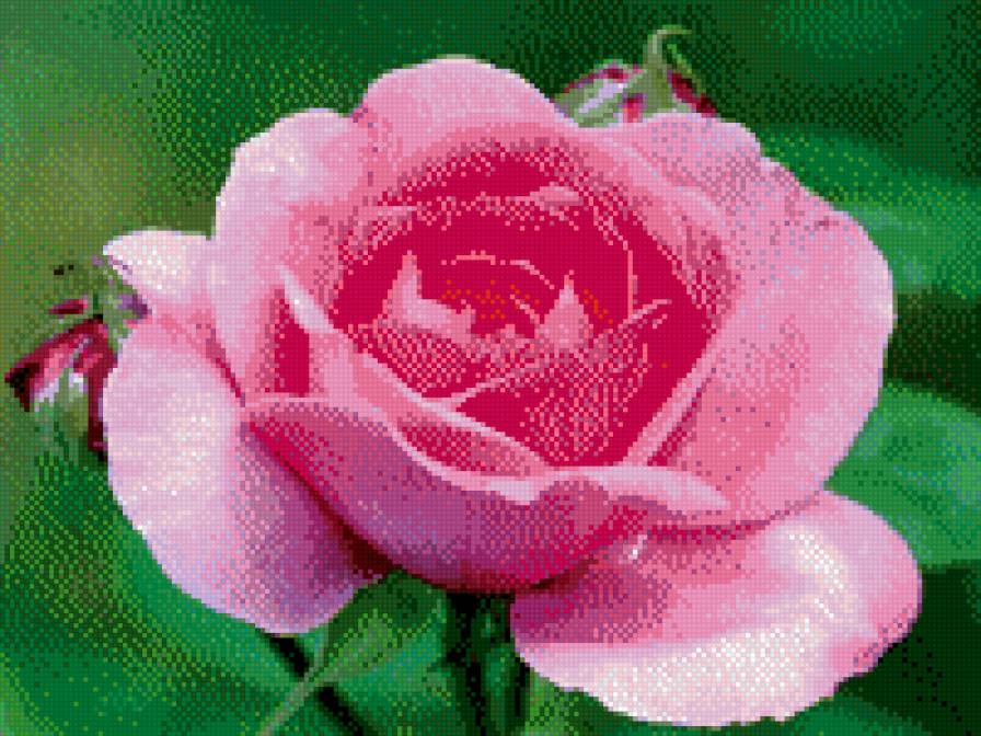роза полураскрытая - цветы роса роза - предпросмотр