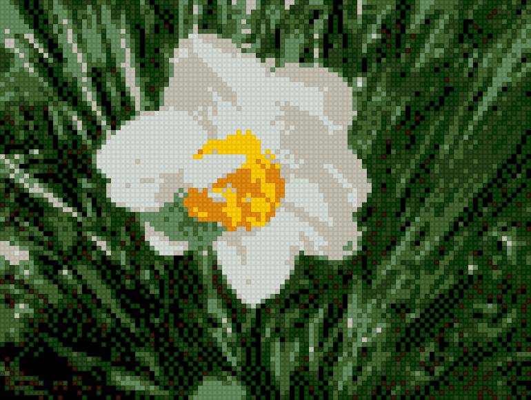 нарцис - цветы.нарцис - предпросмотр