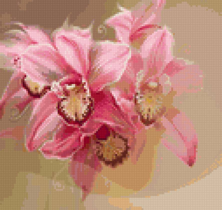 Розовая орхидея - цветы - предпросмотр