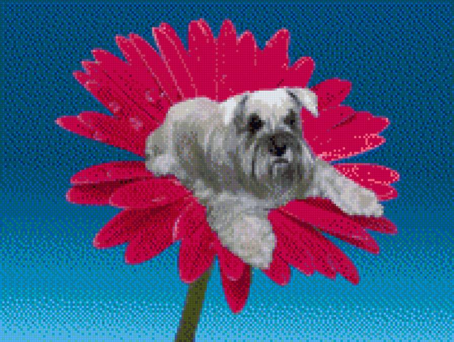 Собачка на цветке - цверг, цветок - предпросмотр