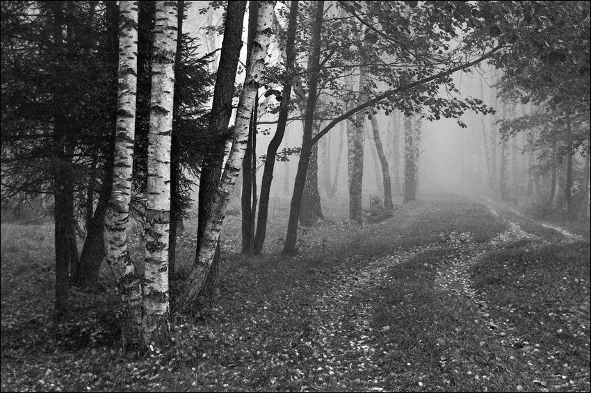 В тумане - монохром, пейзаж, черно-белое - оригинал