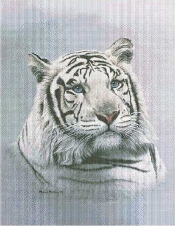 Белый тигр - тигр - оригинал