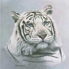 Оригинал схемы вышивки «Белый тигр» (№834298)