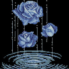 голубые розы