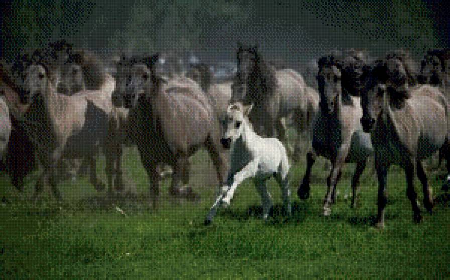 лошади - предпросмотр