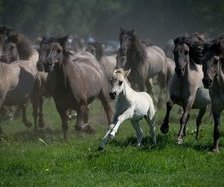 Схема вышивки «лошади»