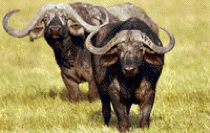 африка буйволы - животние - предпросмотр