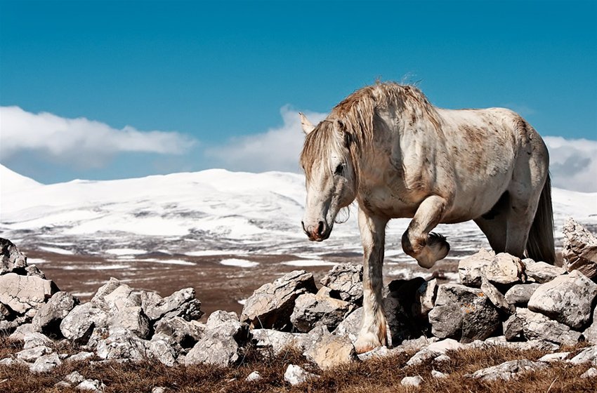 лошадь - жывотные - оригинал