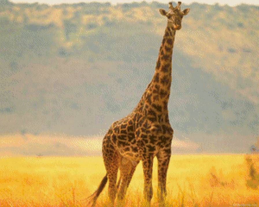 африка жыраф - жывотные - предпросмотр