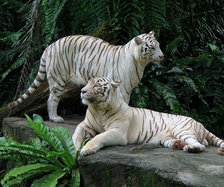 Схема вышивки «тигры»