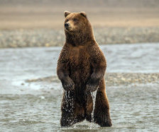 Схема вышивки «мишки»