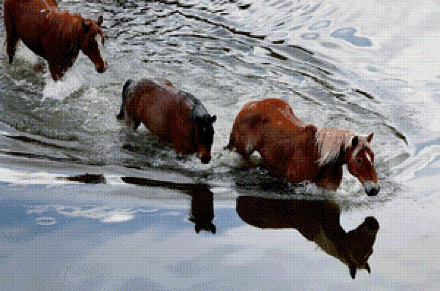 купание - жывотные лошади - предпросмотр