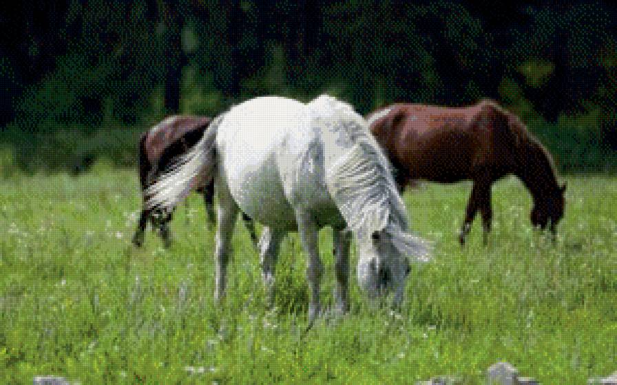 лошади - жывотные - предпросмотр