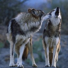 Схема вышивки «волки»
