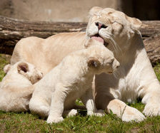 Схема вышивки «симья»