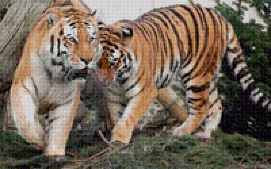 тигры - жывотные - предпросмотр