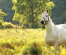 Схема вышивки «лошади»