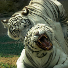 отдых тигру мишают