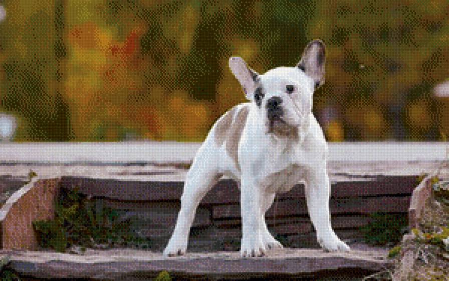 собаки - жывотные - предпросмотр