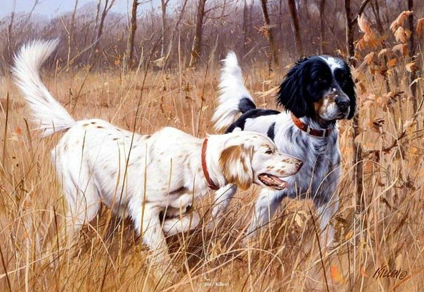 собаки - жывотные - оригинал