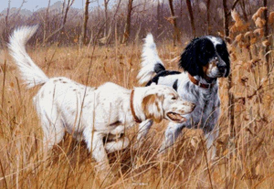 собаки - жывотные - предпросмотр