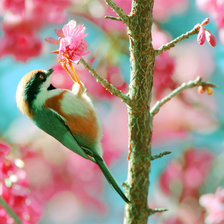 Схема вышивки «птичка»